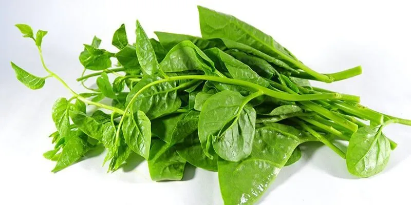 Rau Mồng Tơi