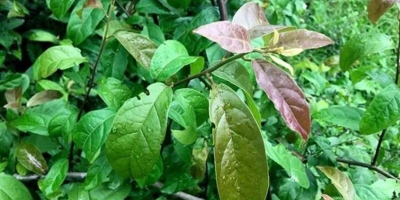 Cách sử dụng cây xạ đen hiệu quả