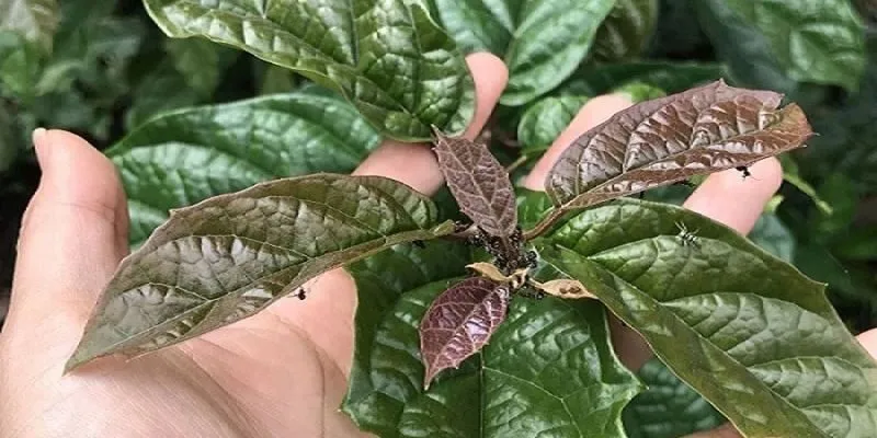 Những ai nên và không nên sử dụng cây xạ đen?