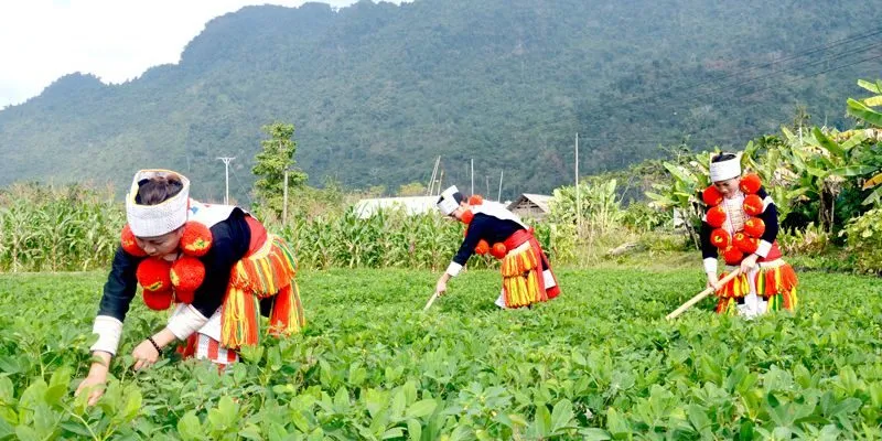 Chính Sách An Sinh Xã Hội: Nền Tảng Ổn Định và Phát Triển Bền Vững